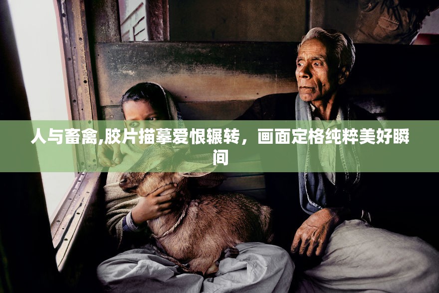 人与畜禽,胶片描摹爱恨辗转，画面定格纯粹美好瞬间