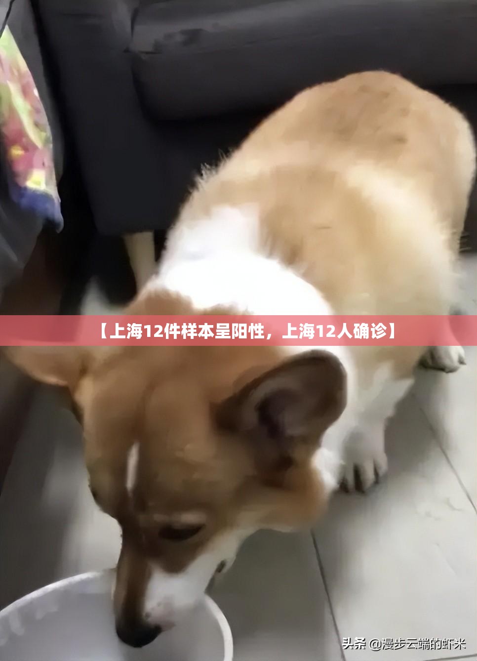 【上海12件样本呈阳性，上海12人确诊】