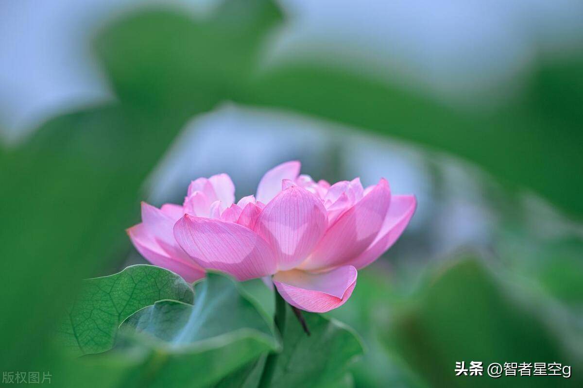 荷花1777.tⅴknow百度,故事走过风雨起落，镜头解开心中层层愁绪