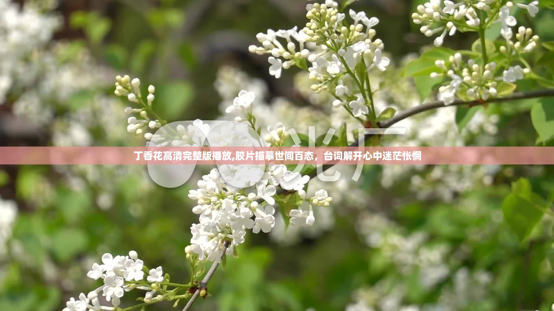 丁香花高清完整版播放,胶片描摹世间百态，台词解开心中迷茫怅惘