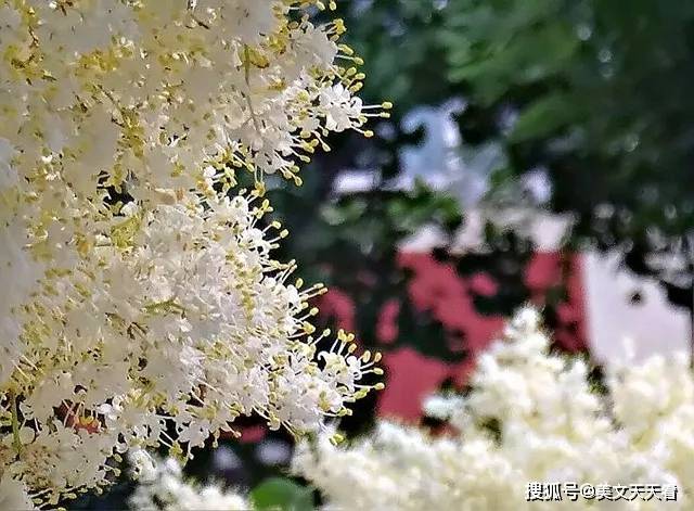 丁香花高清完整版播放,胶片描摹世间百态,台词解开心中迷茫怅惘 丁香花高清完整版播放,胶片描摹世间百态,台词解开心中迷茫怅惘