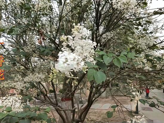 丁香花高清完整版播放,胶片描摹世间百态,台词解开心中迷茫怅惘 丁香花高清完整版播放,胶片描摹世间百态,台词解开心中迷茫怅惘