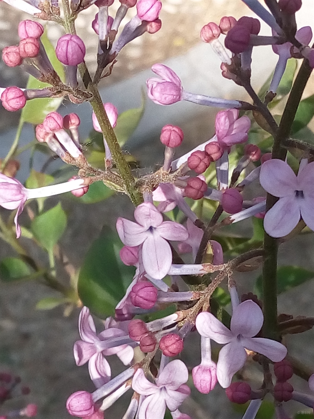 一分钟看懂“欧洲丁香花和丁香花的区别,难怪经常输有猫腻(透视)