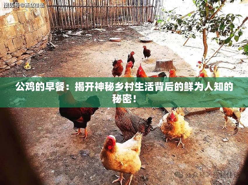 公鸡的早餐：揭开神秘乡村生活背后的鲜为人知的秘密！