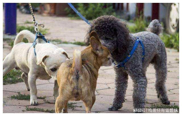 “揭秘！男人如何与母狗配犬，背后藏着惊人的秘密！”