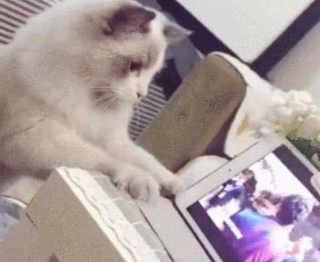 猫咪在线观看释放秘密：你不知道的电视剧狂潮，揭开隐藏的影视宝藏！
