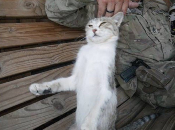 猫咪在线观看释放秘密：你不知道的电视剧狂潮，揭开隐藏的影视宝藏！
