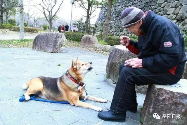 狗配人后的神秘生活：最终的真相将在何时揭晓？