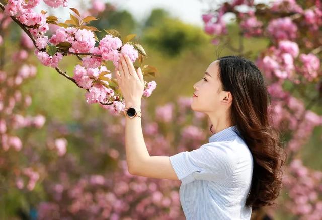 樱花背后的秘密：正能量如何化身风中奇迹？