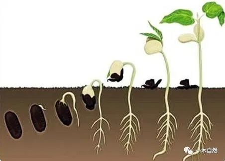 惊天秘密！这颗＂需要妈妈播种籽2＂竟然能改变命运？你绝对想不到的真相！